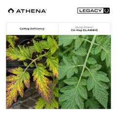 Athena etiqueta del envase 32 oz con instrucciones y beneficios visibles