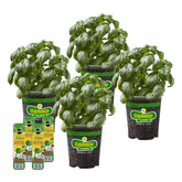 Bonnie Plants paquete frontal mostrando plantas y abono, iniciación fácil