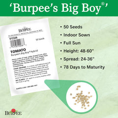 Burpee planta Big Boy en jardín con estaca demostrando productividad y vigor