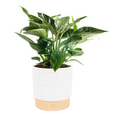 Costa Farms planta Birkin frontal en maceta decorativa, elegante y lista para decorar