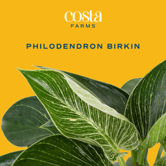 Costa Farms Birkin textura de hojas mostrando la variegación y atractivo visual
