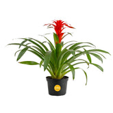 Costa Farms planta bromelia frontal mostrando floración vibrante y decoración