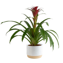 Costa Farms bromelia vista frontal con flor vibrante y decoración