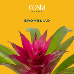 Costa Farms bromelia hojas en cinta mostrando textura y salud