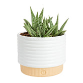 Costa Farms planta Haworthia frontal mostrando roseta decorativa y bajo mantenimiento