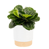 Costa Farms Calathea frontal mostrando follaje decorativo y atractivo