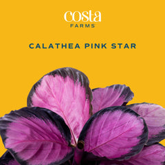 Costa Farms reverso de hoja rosa mostrando contraste estético