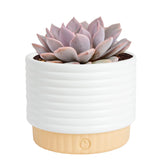 Costa Farms suculenta frontal en maceta cerámica, ideal para decorar