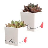 Costa Farms suculenta Echeveria frontal en maceta, aporta verdor decorativo