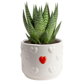 Costa Farms vista frontal de la Haworthia en maceta, añade vida decorativa