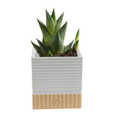 Costa Farms Haworthia frontal en maceta verde que decora y ahorra espacio