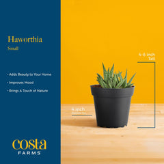 Costa Farms Haworthia vista lateral para comparar tamaño, escala precisa