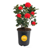 Costa Farms Ixora vista frontal con flores rojas para decoración exterior