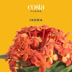 Costa Farms Ixora racimo de flores rojas atrayendo atención visual