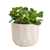 Costa Farms planta Jade frontal en maceta, aporta decoración fácil