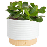Costa Farms planta Jade al frente, decoración fácil y bajo riego