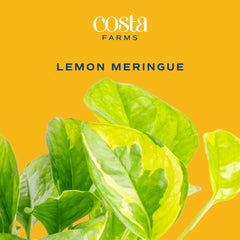 Costa Farms Lemon Meringue tallos colgantes mostrando crecimiento rápido