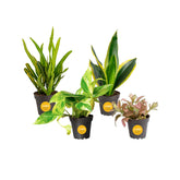 Costa Farms vista frontal del pack de cuatro plantas, decoración instantánea