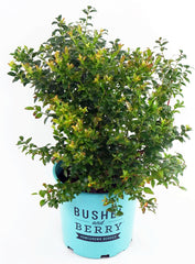 Green Promise Farms arándano Blueberry Glaze frente en contenedor #2 listo para plantar