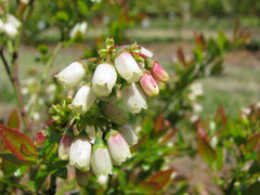 Green Promise Farms racimos de bayas oscuras y pequeñas con sabor intenso