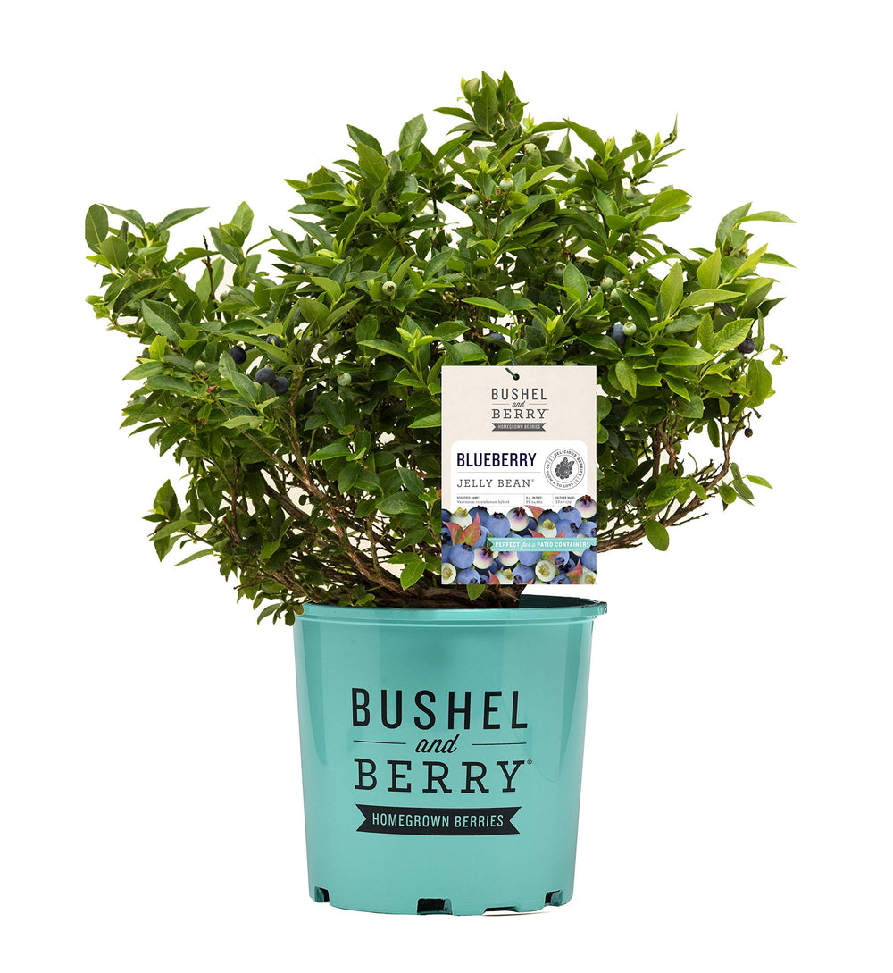 Green Promise Farms arbusto en contenedor #2 listo para plantar y producir