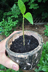 Hydrofarm Dip 'N Grow junto a una regla mostrando tamaño y beneficio de almacenamiento compacto