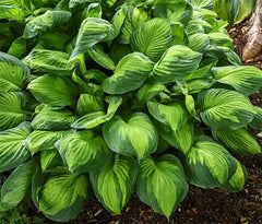 Marde Ross Hosta August Moon comparativa de tamaño para visualizar escala