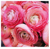 Marde Ross & Company empaque con 12 cormos rosa, garantía de calidad