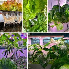 MEYCEMT esponja instalada en AeroGarden asegurando buen ajuste y riego