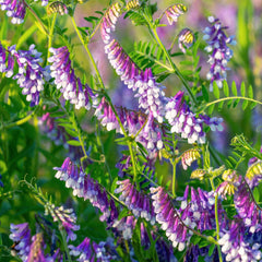 Outsidepride semillas grandes de Hairy Vetch en primer plano para siembra fácil