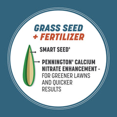 Pennington césped germinando tras sobresembrar, crecimiento rápido