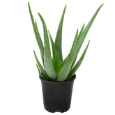 Plants for Pets aloe frente en maceta mostrando forma arquitectónica y atractiva