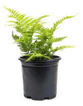 Plants for Pets helecho autumn fern vista frontal, follaje decorativo y resistencia