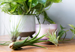 Plants for Pets primer plano de hojas, muestra salud y textura