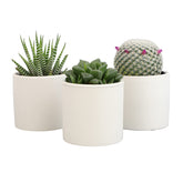 Plants for Pets macetas cerámica blancas mostrando set completo y estética