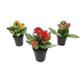 Plants for Pets planta Kalanchoe frontal, aporta color inmediato