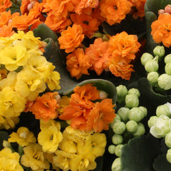 Plants for Pets macetas de 3.5 pulgadas con Kalanchoe listas para interior y bajo cuidado