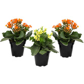 Plants for Pets plante frontal tres Kalanchoe en macetas, color vibrante y fácil decoración