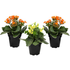 Plants for Pets plante frontal tres Kalanchoe en macetas, color vibrante y fácil decoración