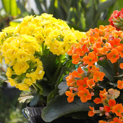 Plants for Pets primer plano de hojas de Kalanchoe mostrando textura y retención de agua