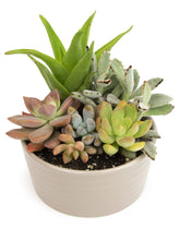 Plants for Pets maceta taupe frontal mostrando suculentas decorativas y lista para exhibir