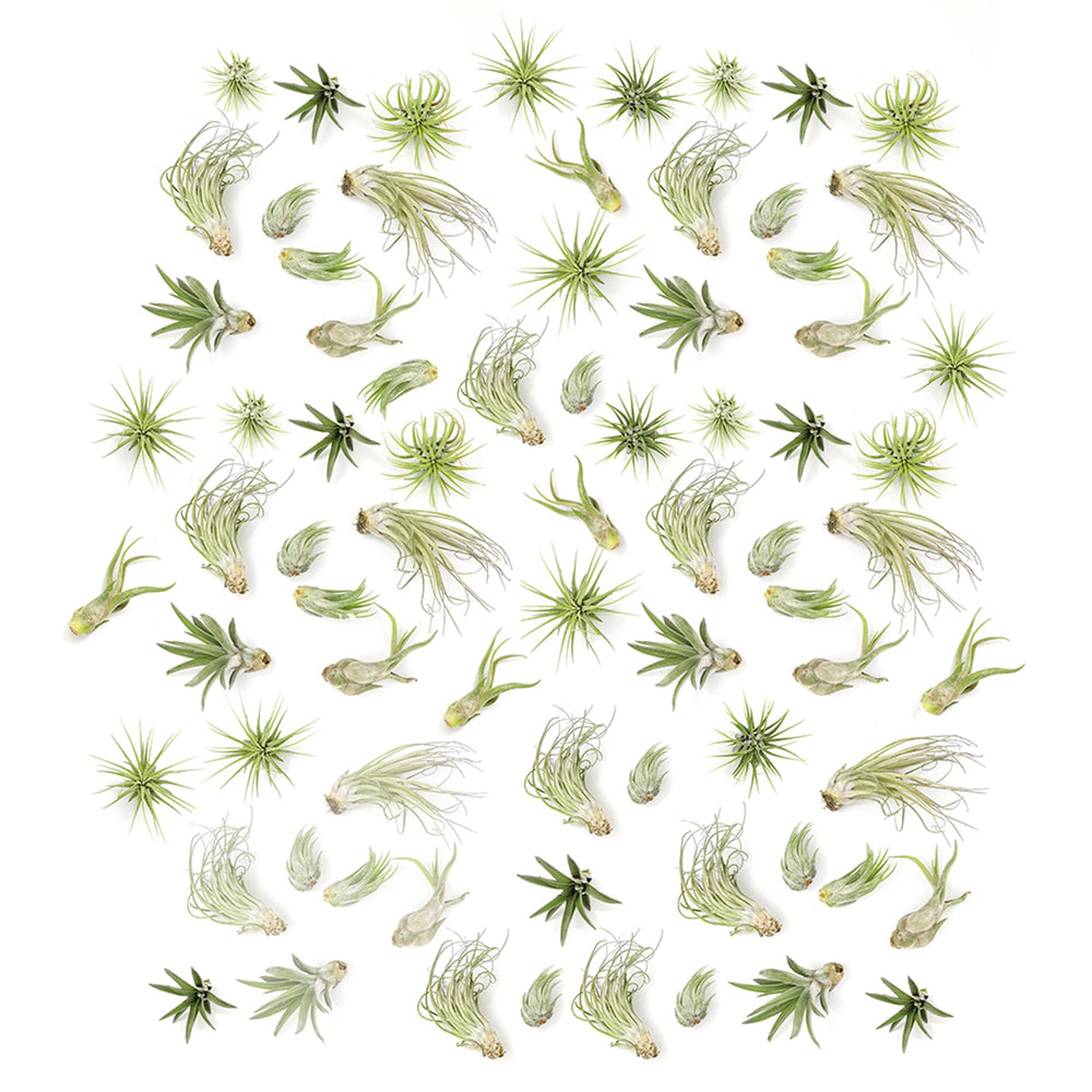 Plants for Pets vista frontal del pack, ideal para decoración rápida