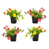 Plants for Pets purslane frente en maceta mostrando colores vibrantes y uso inmediato