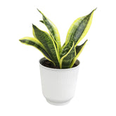 Plants for Pets planta frontal en maceta blanca aporta elegancia y fácil cuidado