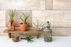 Plants for Pets sustrato drenante en maceta que evita encharcamientos