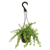 Plants for Pets planta colgante frente en maceta de 6 pulgadas mostrando follaje abundante