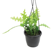 Plants for Pets vista frontal de la maceta colgante mostrando crecimiento colgante y decorativo