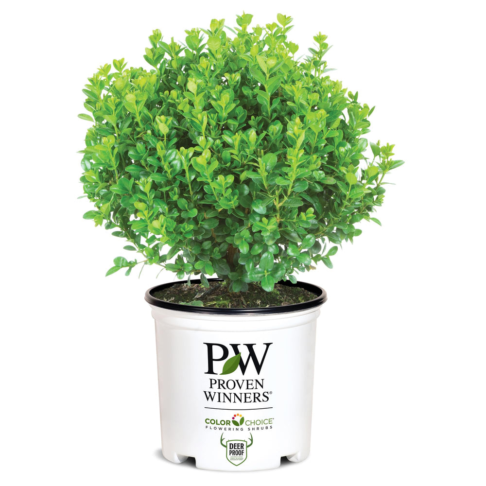 Proven Winners frontal de la planta mostrando follaje brillante y denso