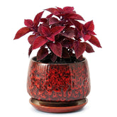 SAFIOROIS maceta frontal Speckle Red que realza cualquier estantería