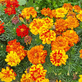 Seeds2Go imagen frontal del paquete Sparky Mix mostrando cantidad y colores